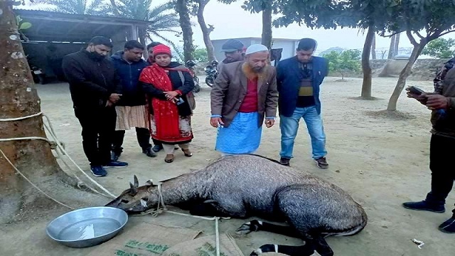 ঠাকুরগাঁওয়ে আবারো নীলগাই উদ্ধার